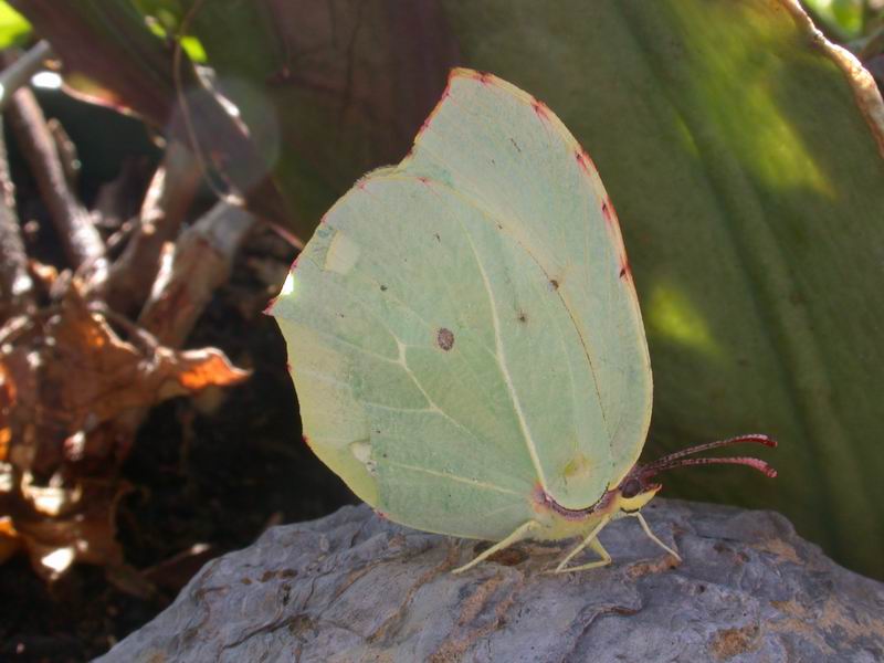 Gonepteryx cleopatra